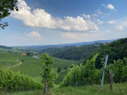 Suche Weingarten in der Südsteiermark