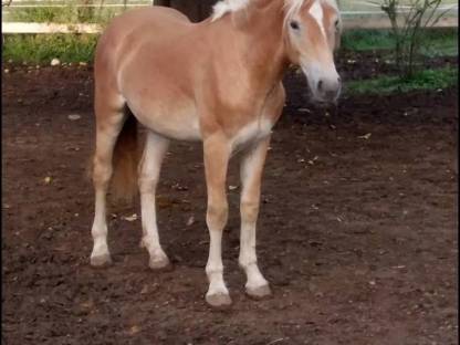 Haflinger Hengst