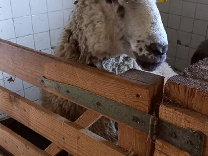 Bio-Widder Bergschaf zu verkaufen