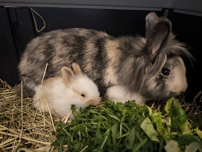 Kaninchen verschiedene Rassen