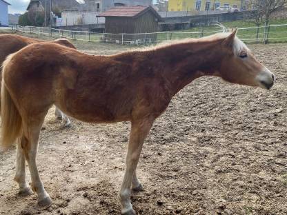 Haflinger Stutjährling