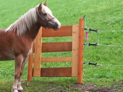 Haflinger Mix Stute