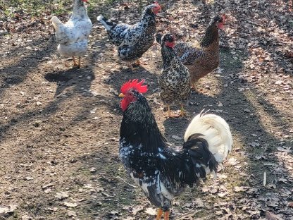 Bild 2:Schwedische Blumenhühner Bruteier