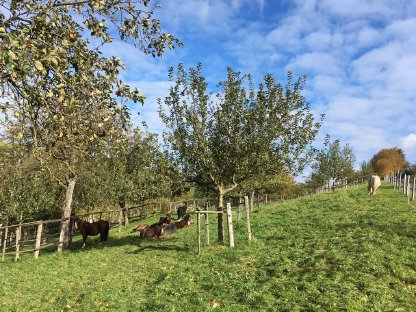 Weideflächen für Pony/Kleinpferd/Schaf