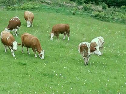 Bio Erstlingskühe in Milch