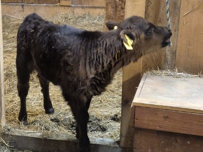 Bild 2:Dexter Kälber