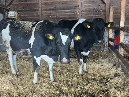 Trächtige Holstein Kalbinnen