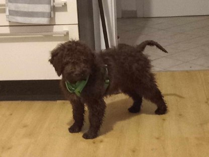 Lagotto Romagnolo