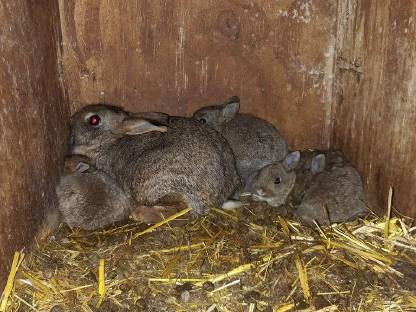 Wildkaninchen