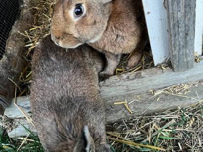 Hasen, Fleischhasen