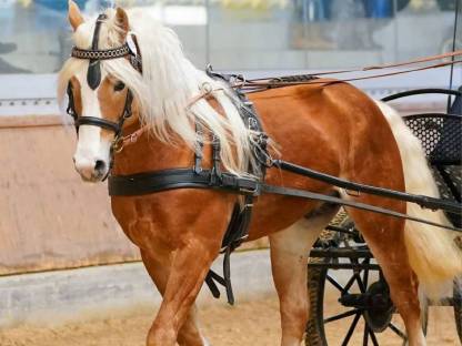 Deckanzeige Haflinger PrH Stellian n. Sternwächter