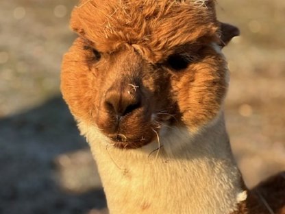 Bild 2:Alpaka Deckservice,Alpaca Zuchthengst,Deckhengst AHW DaVinci