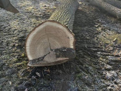 Eichenblöcke, Rundholz Eiche