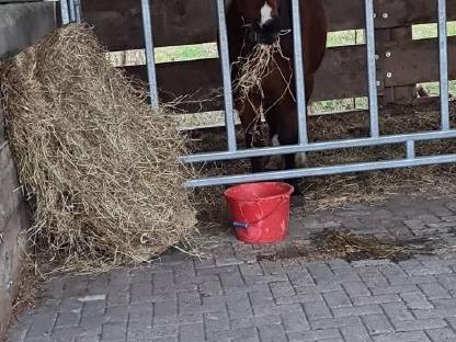 16j Quarter Horse Stute als Beisteller, evtl. Zucht