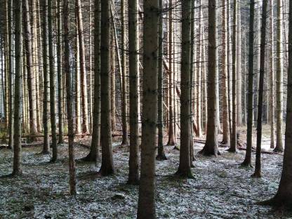 Suche Wald im Raum Gmünd, Waidhofen und Zwettl