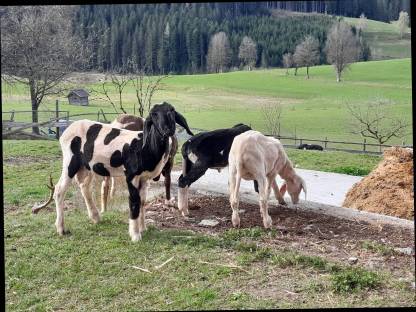 Geschecktes Bergschaf