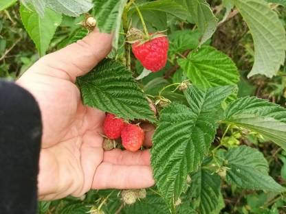 10 Herbsthimbeeren Stecklinge