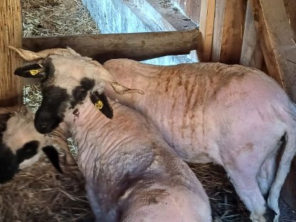 Bild 3:Walliser Schwarznasenschafe zu verkaufen