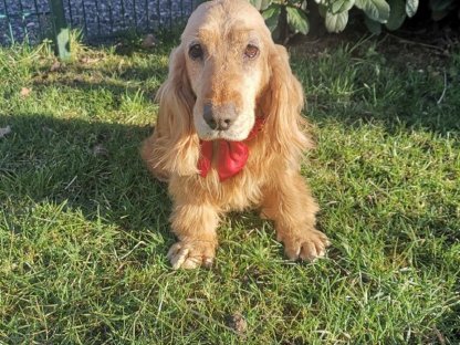 Traumhund der Rasse Englisch Cockerspaniel