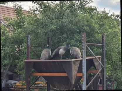 Pfau männlich und weiblich