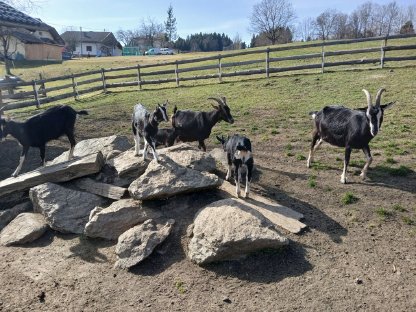 Pinzgauer Strahlenziegen und Böcke