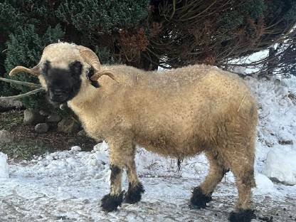 Walliser Schwarznasen Widder