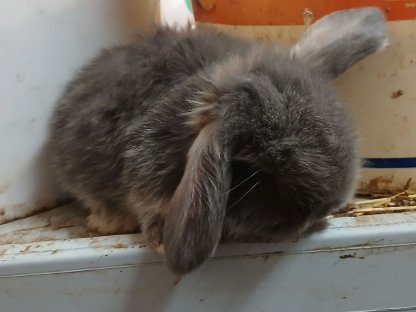 Bild 8:Zwergkaninchen, Hase, Zwerghase