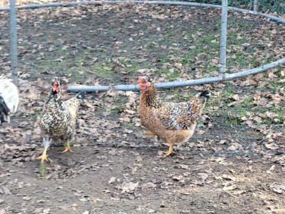 Bild 4:Schwedische Blumenhühner Bruteier