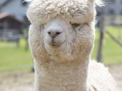 Alpaka Deckservice,Alpaca Zuchthengst,Deckhengst AHW Brutus