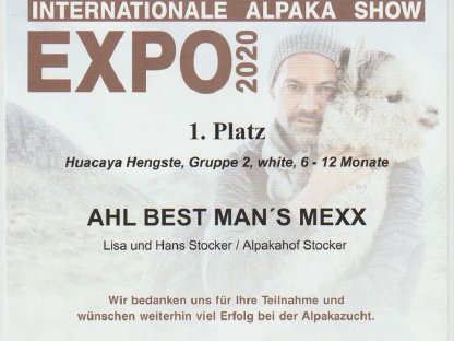 Bild 7:Alpaka Deckservice, Alpaca Zuchthengst, Deckhengst