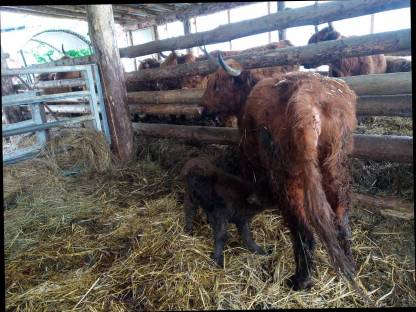 Hochlandrinder Kühe mit Kalb günstig