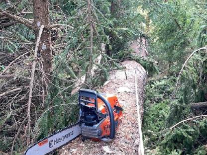 Bild 2:Holzschlägerung/Durchforstung