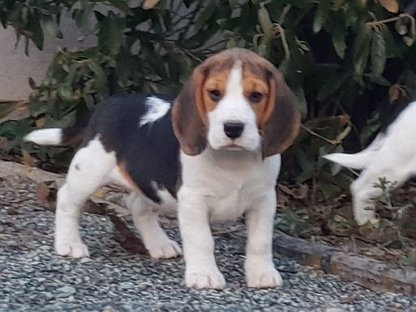 Reinrassige Beagle-Welpen von geprüftem Züchter