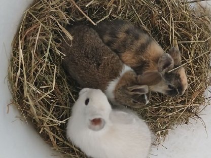 Bild 7:Zwergkaninchen, Hase, Zwerghase
