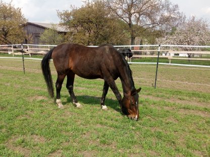 Bild 2:Pflegebeteiligung