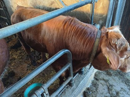 Verkaufe FV-Li Stier