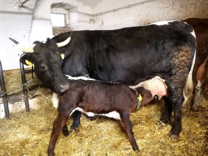 Tuxer Kuh mit Kuhkalb