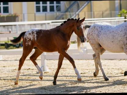 Österreichisches Reitpony Stutfohlen Nirvana