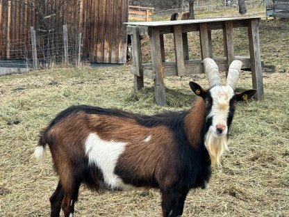 Tauernschecken Bock