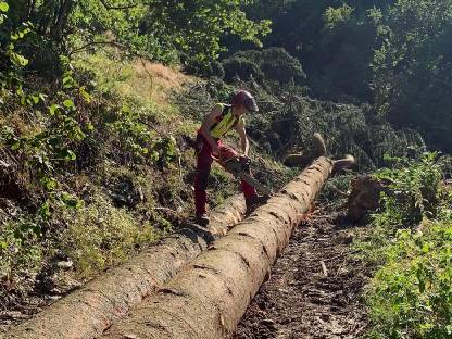 Bild 3:Baumabtragungen, Forstservice Roman Leitner