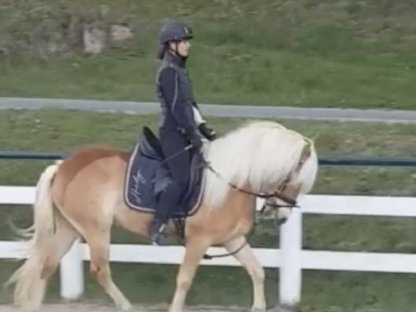 Haflinger Wallach 9-jährig