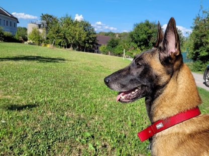 Malinois-Welpen aus liebevoller Familienaufzucht