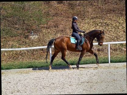 Warmblut zu verkaufen