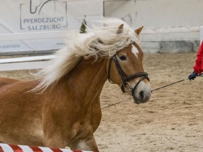 Großer ansprechender 3-jähriger Haflingerhengst