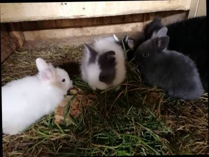 In allen Farben ganzjährig Kaninchen zu vergeben