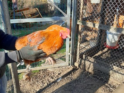 2 junge Brahma-Hähne zu verschenken