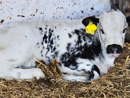 Pustertaler Sprinzen Kuhkalb Rubi