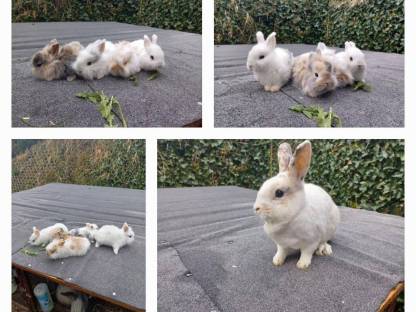 Zwergkaninchen Häsin mit Babys