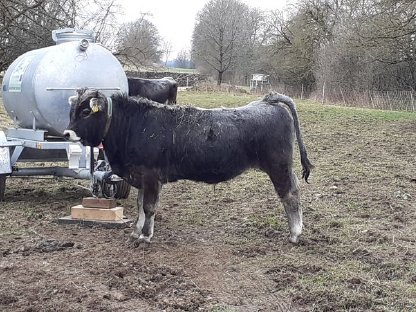 Rätisches Grauvieh Jungbulle