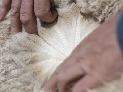 Bild 3:Alpaka Deckservice,Alpaca Zuchthengst,Deckhengst AHW Brutus